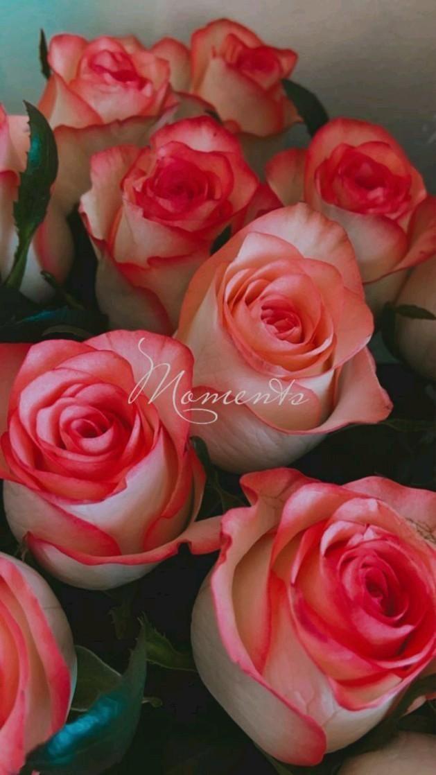 Harmony of Blooms Pastel Medley